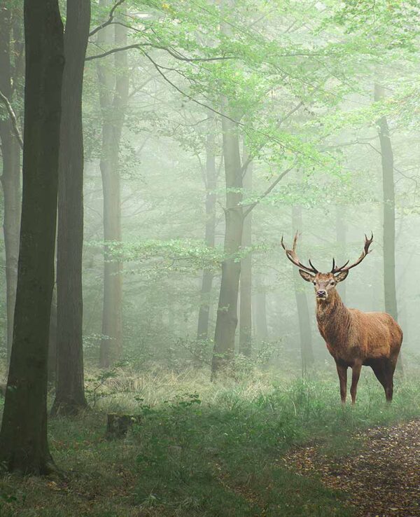 shutterstock_1060377443